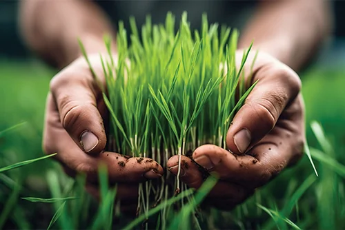 Sumitomo Chemical India Limited OVERVIEW